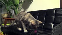 【モアクリ】 ネコとキャッチボール - Cat Catching Ball -