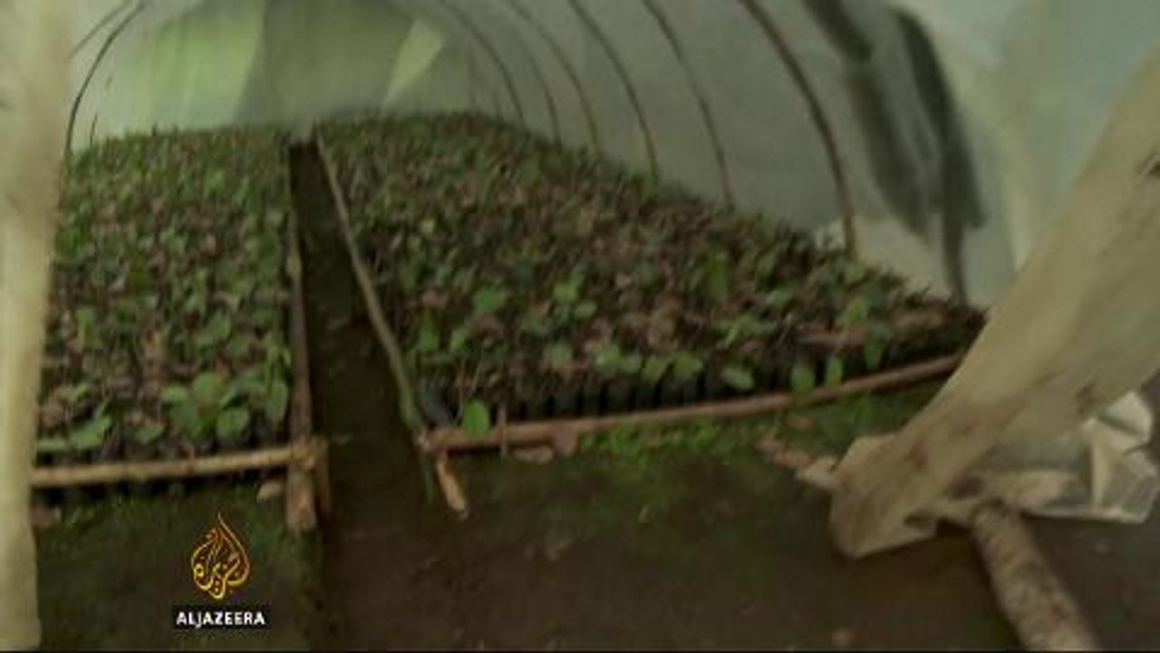 Colombia calls end to crop-dusting coca fields