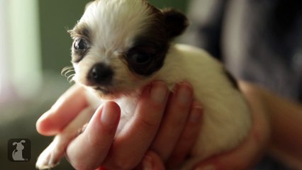 Chihuahua Puppy Babies
