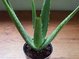 Medicinal Plants : Aloe Vera