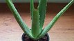 Medicinal Plants : Aloe Vera