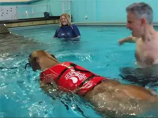 Honey the Great Dane swims at last! (3rd session at Club K9 Hydroptherapy Pool, Auckland
