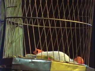 John Cleese & Michael Palin - 'The Parrot Sketch'