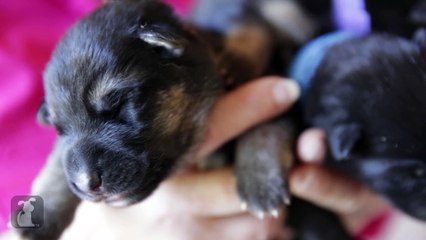 German Shepherd Puppies Fit In The Palm Of Your Hand