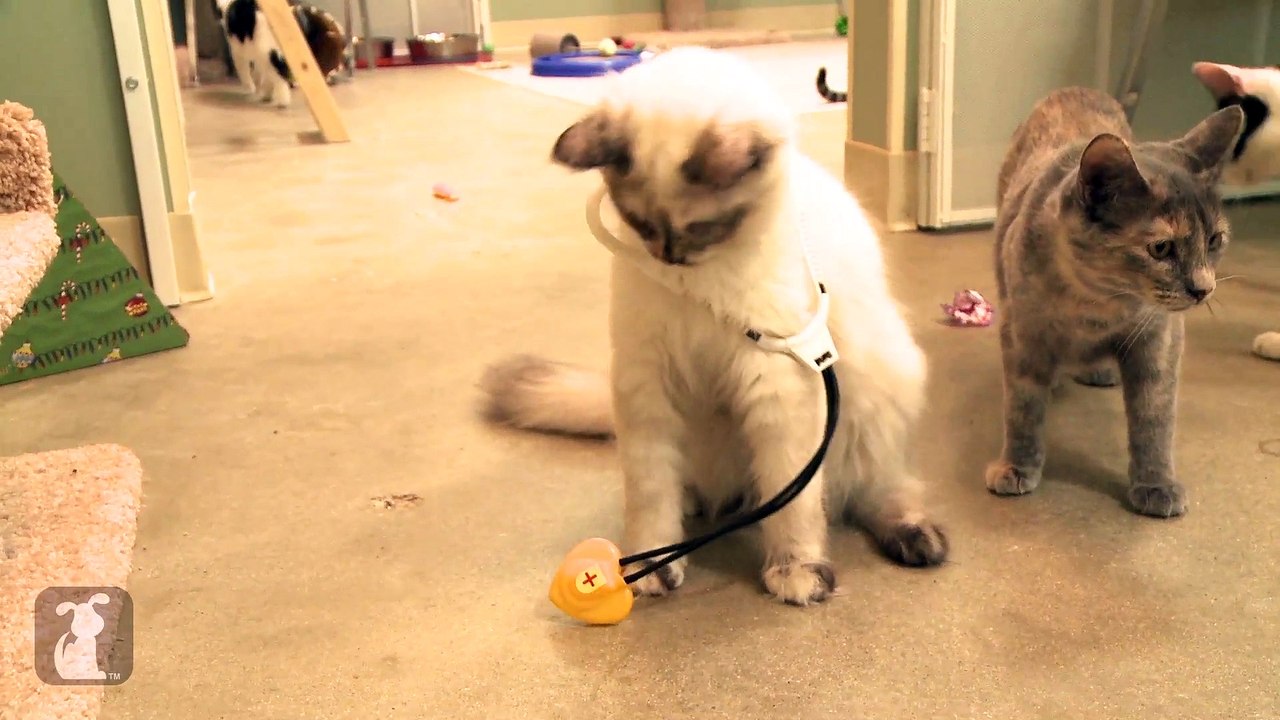 Kitten Doctors
