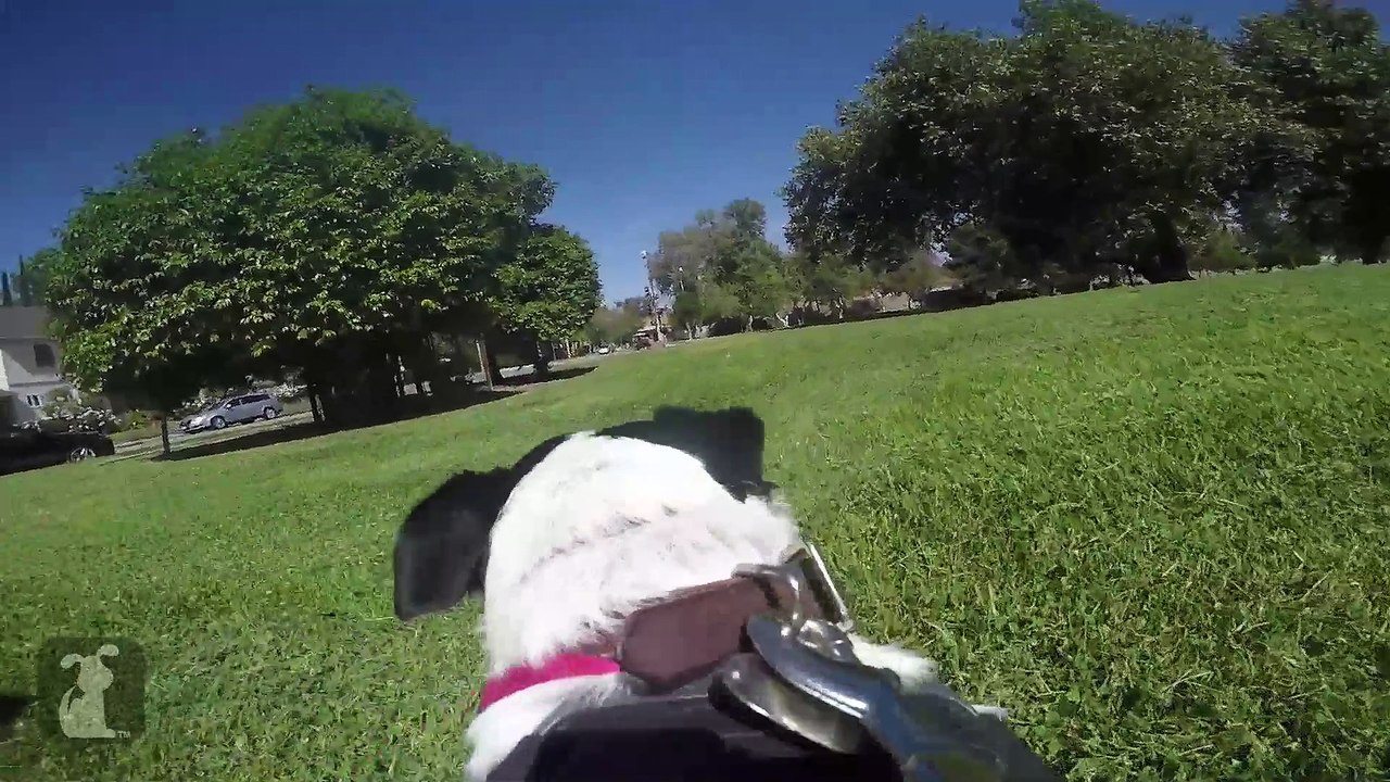Dog Running With GoPro