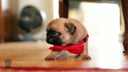 Little Pug Puppy With A Bow Tie