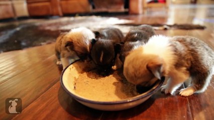 Mini Corgis Are Messy Eaters