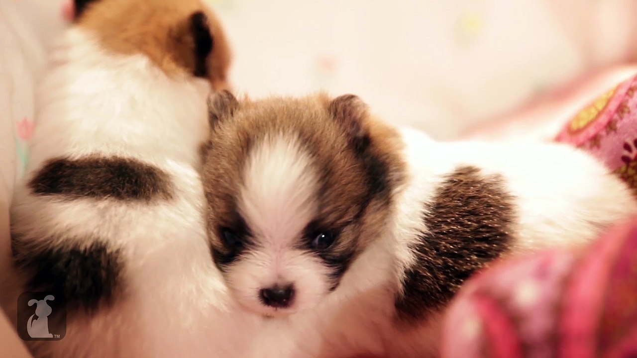 Pomeranian Puppy Talking Back