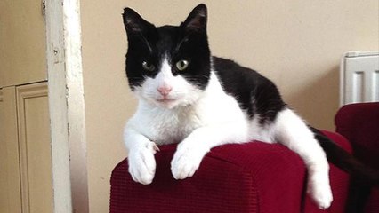 Cat's record-setting purr is as loud as a vaccum cleaner