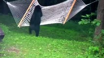 bear cub playing on hammock