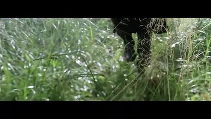 La légende du Roi Arthur - Mon combat (Tir Nam Beo) (Clip officiel)