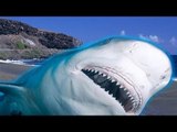 SHARK ATTACK: teen swimmer attacked by shark in La Reunion