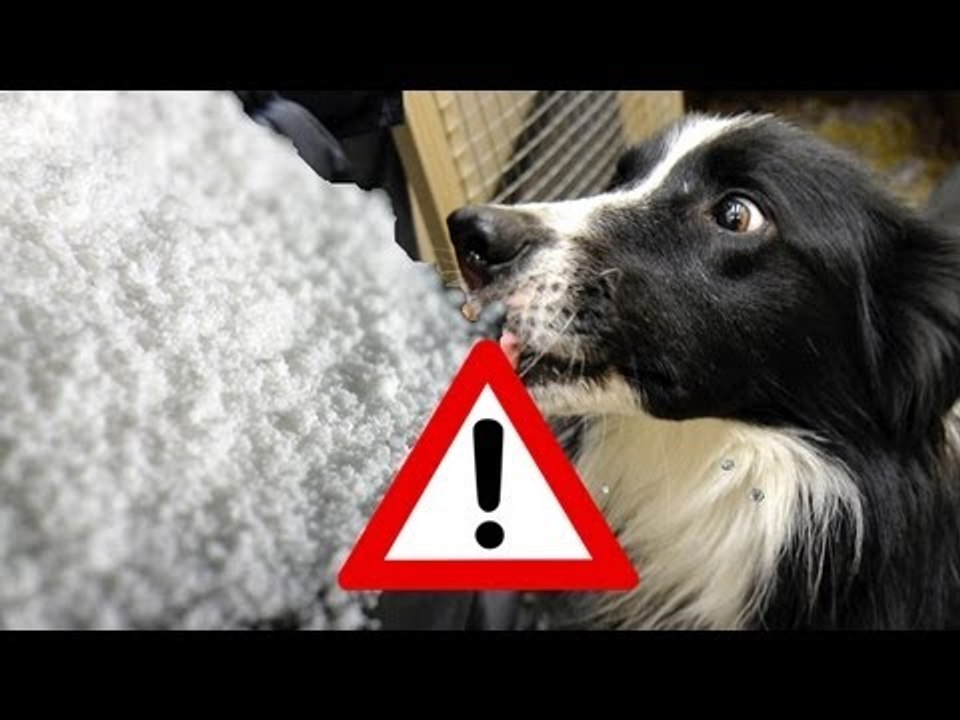 Latin American gangs used dogs to smuggle drugs to Italy