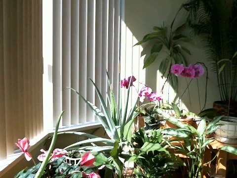 Timelapse of Aloe Vera flower (The dance of the plants)