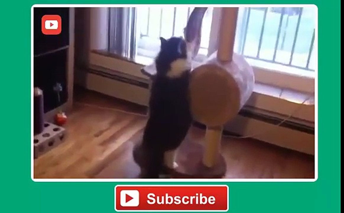 Fat Cats Can't Jump Compilation 2014