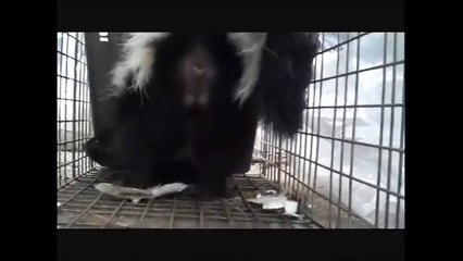 skunk spraying