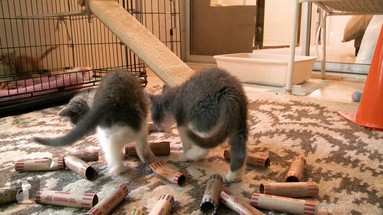 Rescue Kittens Play With Coin Wrappers