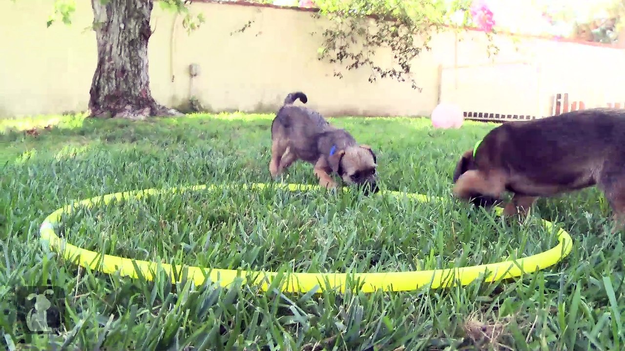 Border Terriers Learn To Hula Hoop