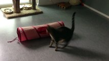 Oskar the Blind Cat Shows Off His Mad Tunnel Skills