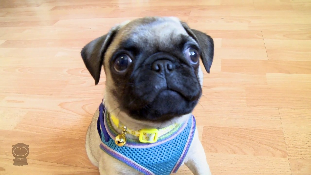 Pug Puppy Chases Camera
