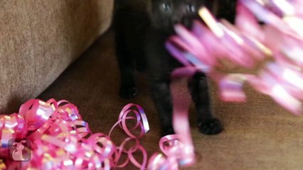 8 Interesting Facts About Black Cats