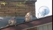 This Owl Poops On His Friend. His Reaction I Can't Stop Laughing
