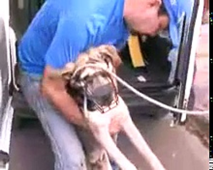 Resgate de cão com bicheira