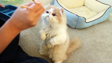 Chopsticks feeding Squirrel-like Kitten リスのような子貓 (featured in America's Cutest Cat)