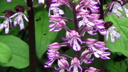 orchidees