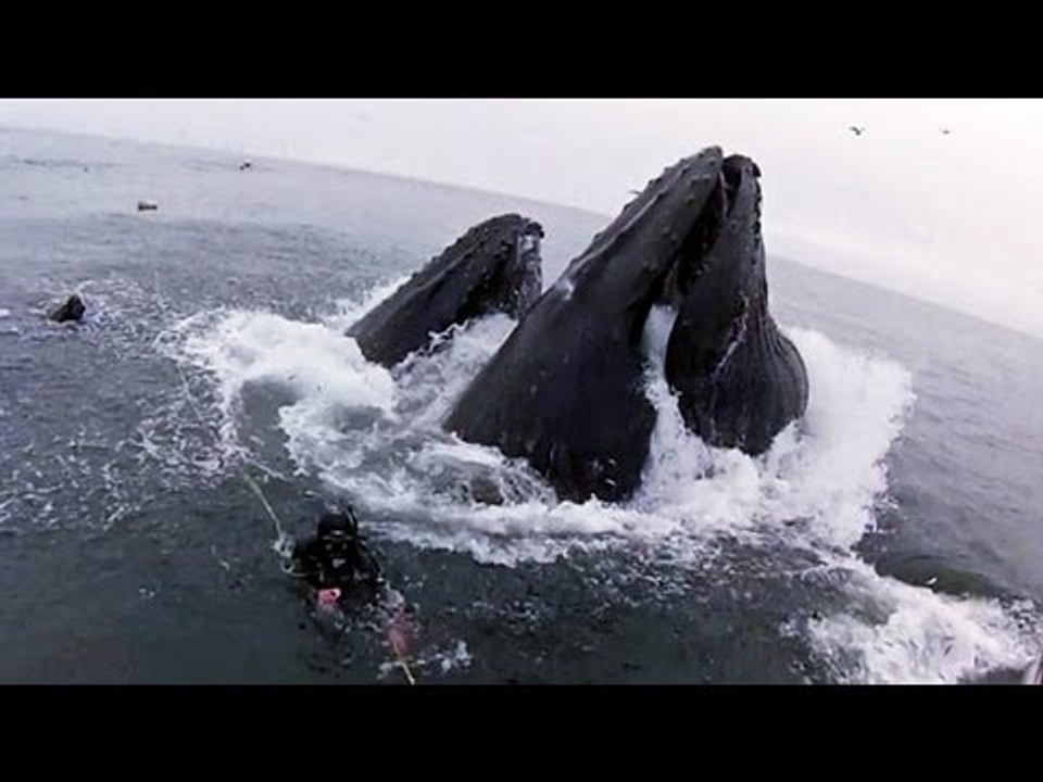 Divers cheat death after almost being eaten by whales