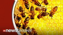 Report Indicates Honey Bees are Mysteriously Dying at Alarming Rates