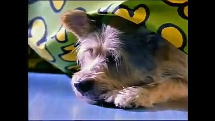 15 FUNNY DOG ADS!! MUST SEE DOG COMMERCIALS!! Long Version