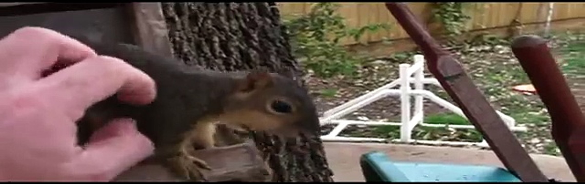 Vicious wild squirrel attack