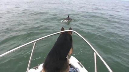 Овчарка решела поплавать с дельфинами