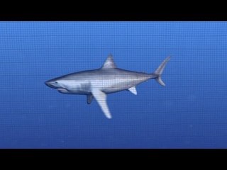 サメ対策で防護ネット　南ア
