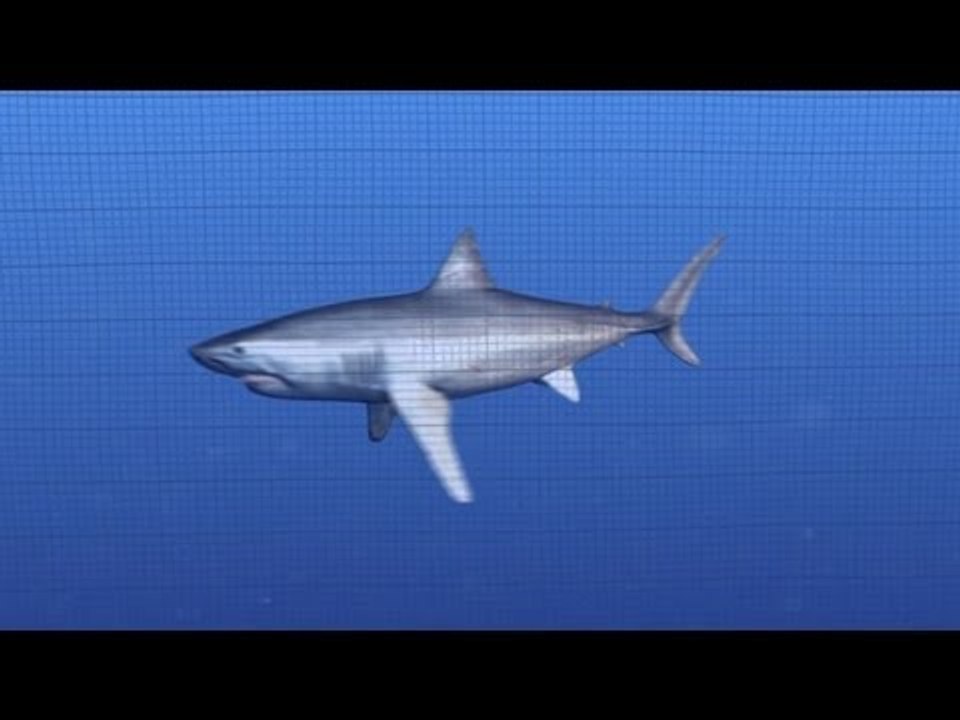 サメ対策で防護ネット　南ア