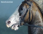 Horses as you've never seen them before