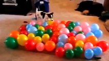 Dog vs ballon very funny and cute เมื่อหมาปะทะลูกโป่ง ป่วน มัน ฮา ตลกมากๆ