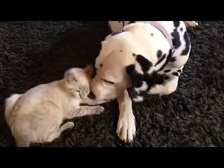 Dalmatian Fends off Bully Kitten With Clever Tactic