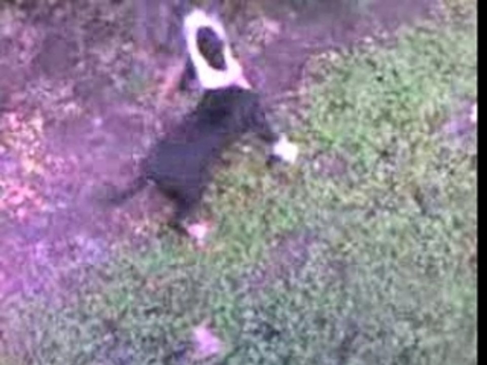 Video-0039   ,