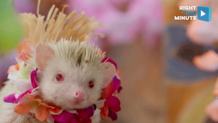 Hamsters Throw the Best Tiki Parties