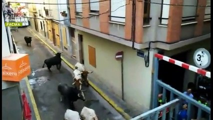 Terríveis imagens largada de touros em Vila-real PACMA