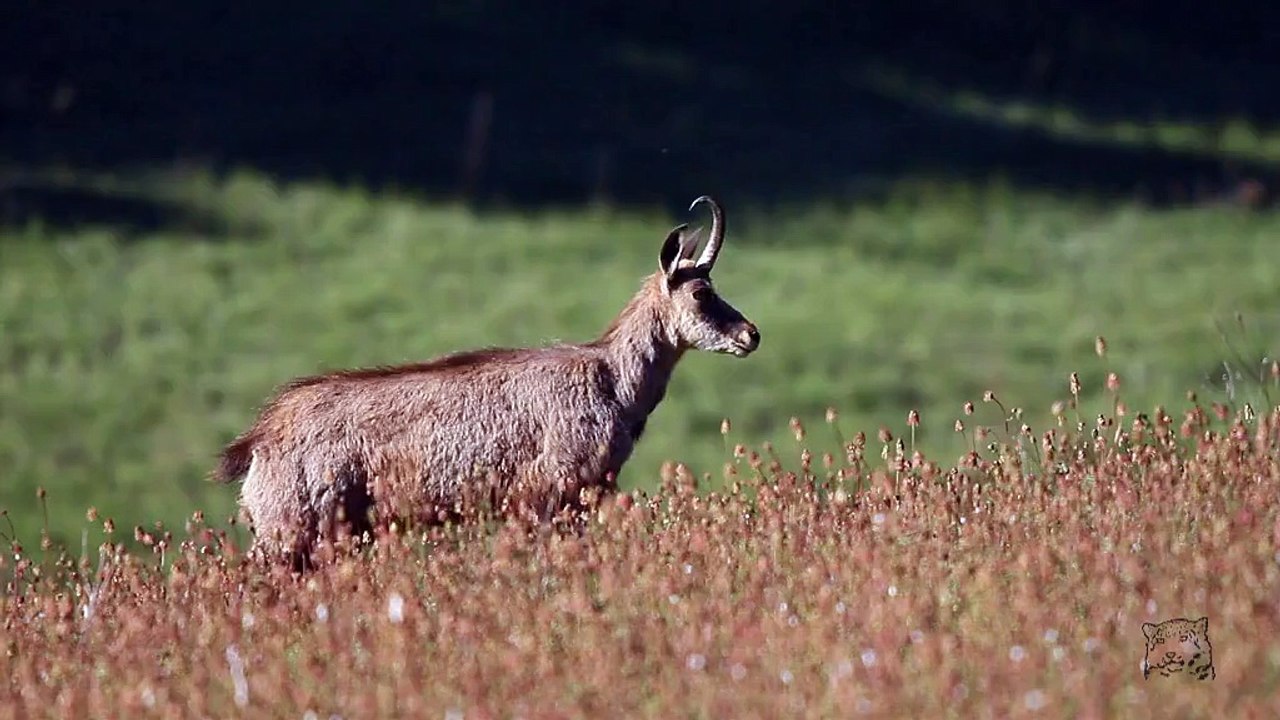 Le chamois va dans le bois