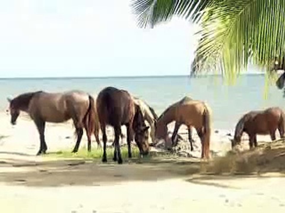 horses on the beach!
