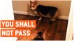 You Shall Not Pass, Dog | Corgi Afraid of Gandalf