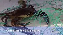 Crabbing for Blue Claws