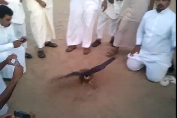 اغلى فرخ شيهين بالخليج في عزبت البلوات  بالشعلان  150 الف