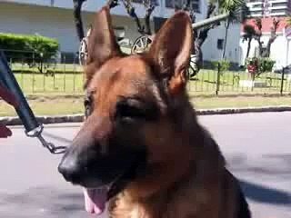 Escuadra Fiel - Division Perros - Policia Federal Argentina