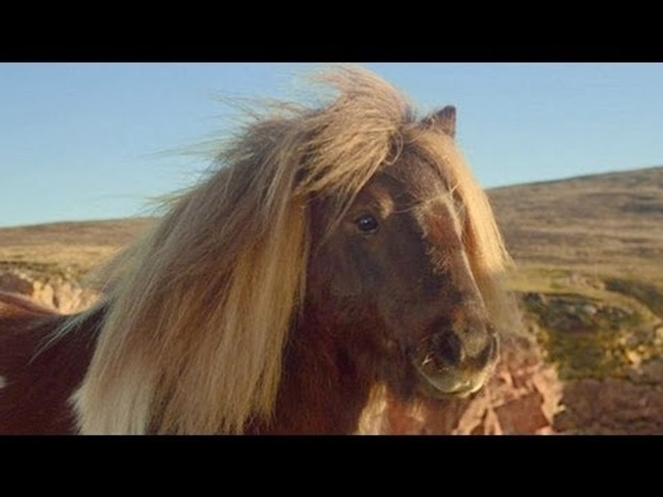 Moonwalking pony dances into paternity scandal